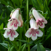 Penstemon Hidcote Pink